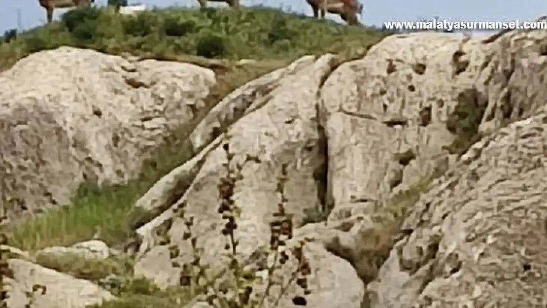 Koruma altındaki dağ keçileri Harput'ta görüntülendi