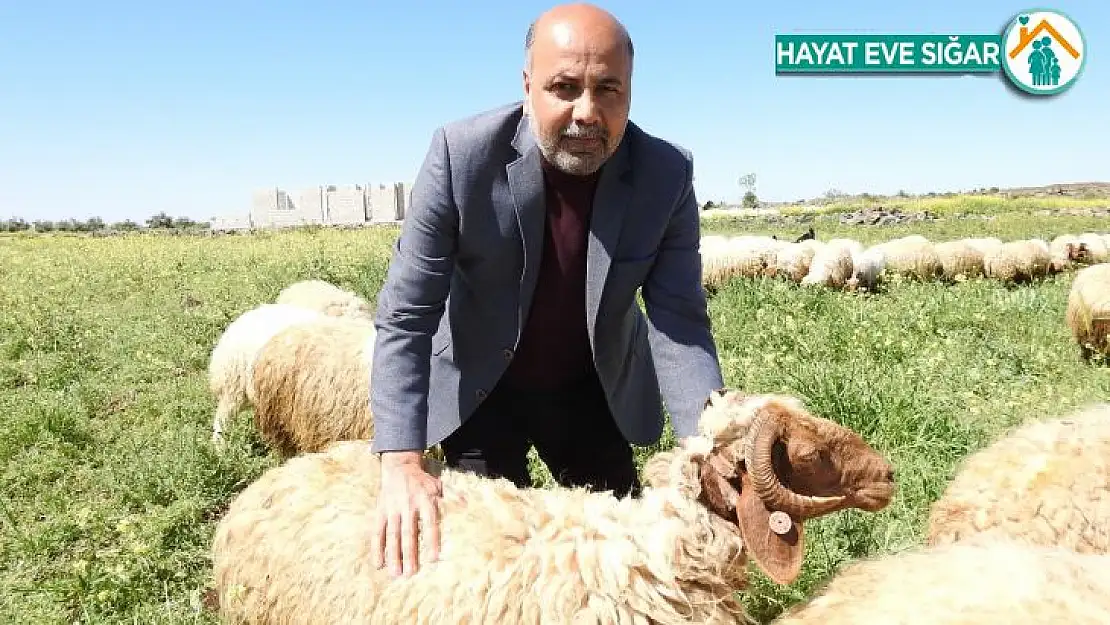 Koyun Keçi Yetiştiricileri Birliği Başkanı'ndan zincir marketlere kurbanlık fiyat tepkisi