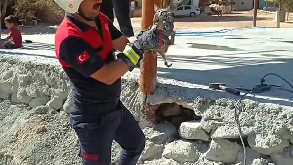 Küçük Bir Miyav Büyük Bir Kurtuluşun Habercisi Oldu