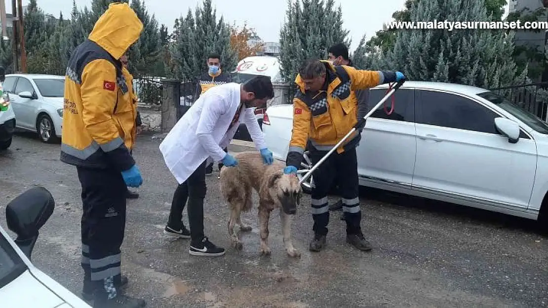 Kuduz aşılaması tamamlandı