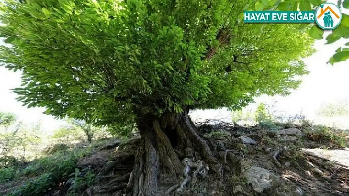 Kulp'ta 410 yıllık kestane ağacı anıt ağaç olarak tescillendi