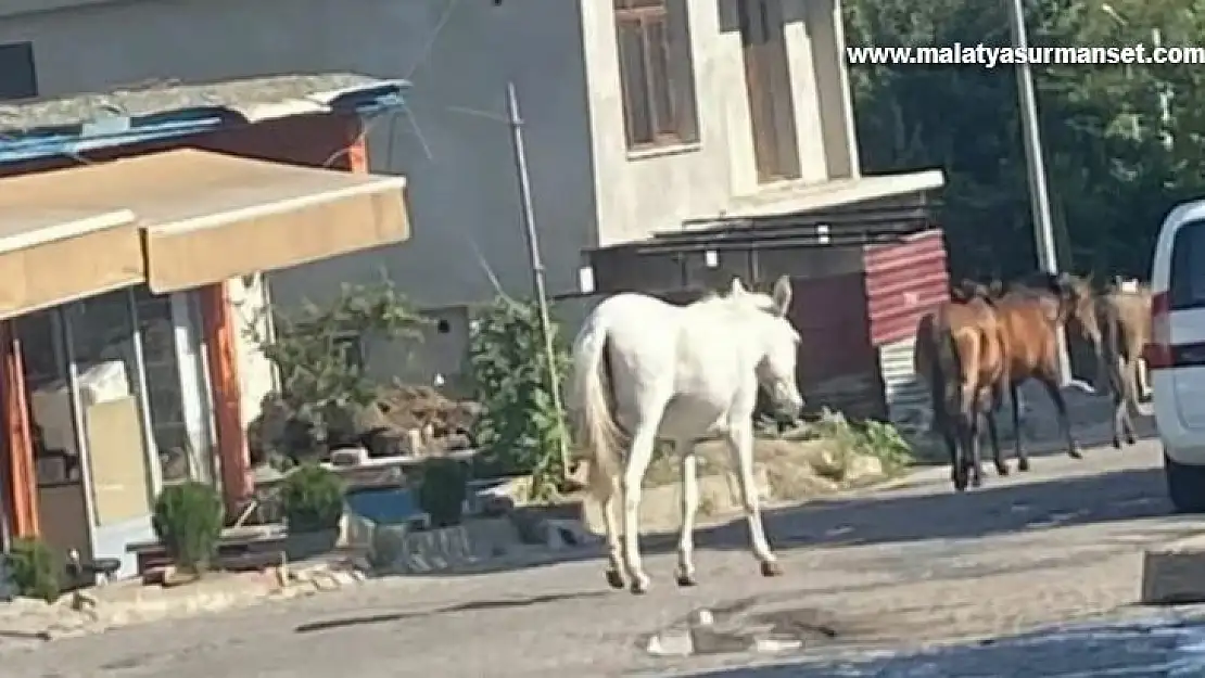 Kulp'ta başıboş dolaşan atlar ilçe merkezine indi