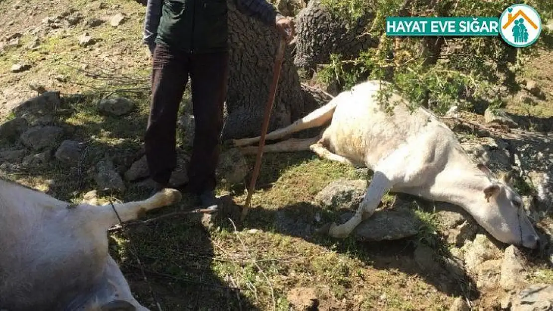 Kulp'ta yıldırım düştü, 6 büyükbaş hayvan telef oldu