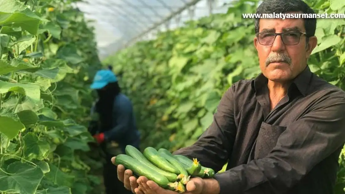 Kuraklık seracıları da vurdu, rekoltede yüzde 40 kayıp var