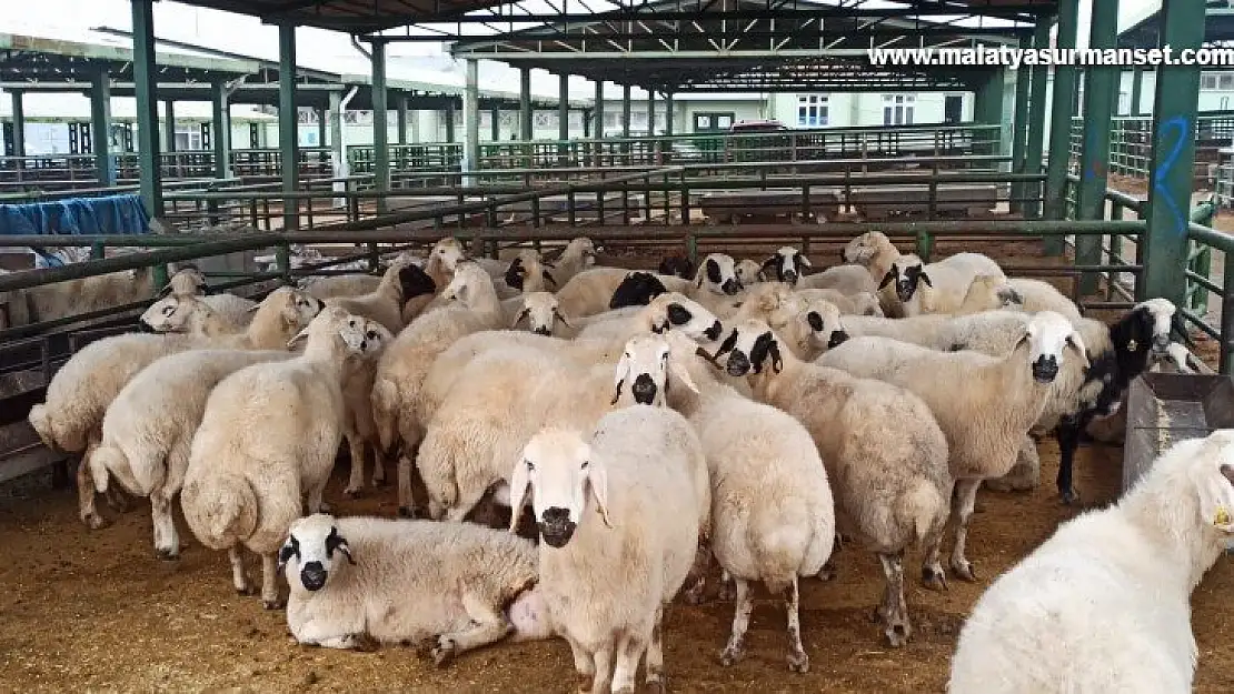 Kurbanlık hayvan parasını ödemeyenler aranıyor