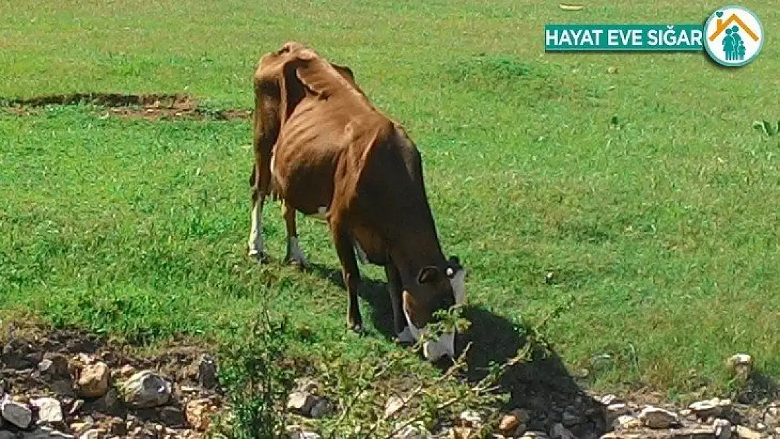 Kurbanlık piyasasında canlılık yok