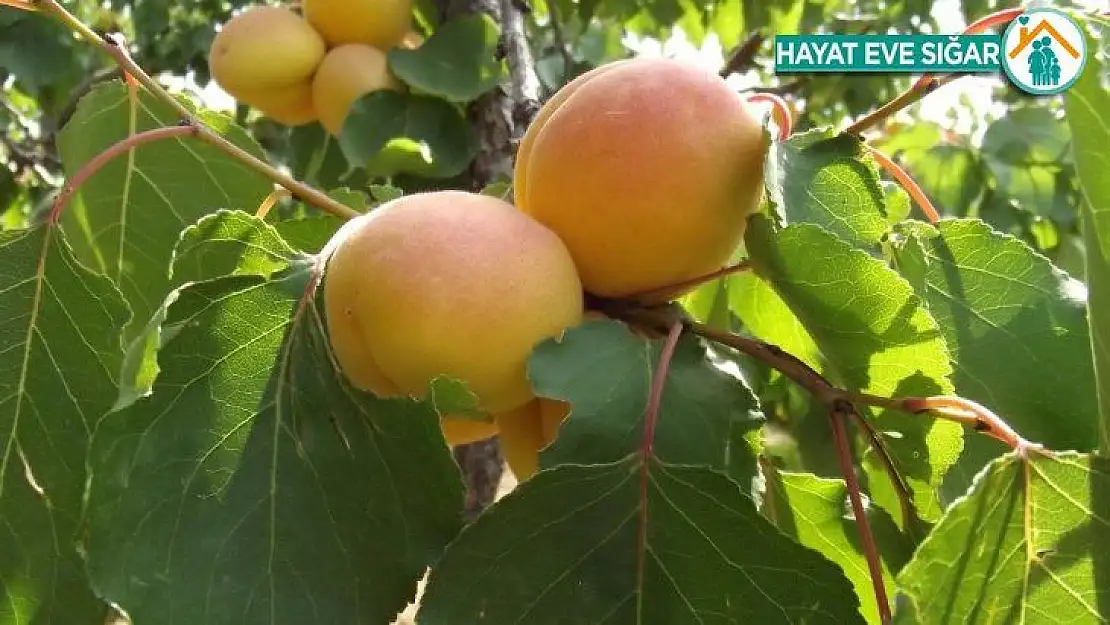 Kuru kayısı rekoltesi 85 bin ton olarak açıklandı