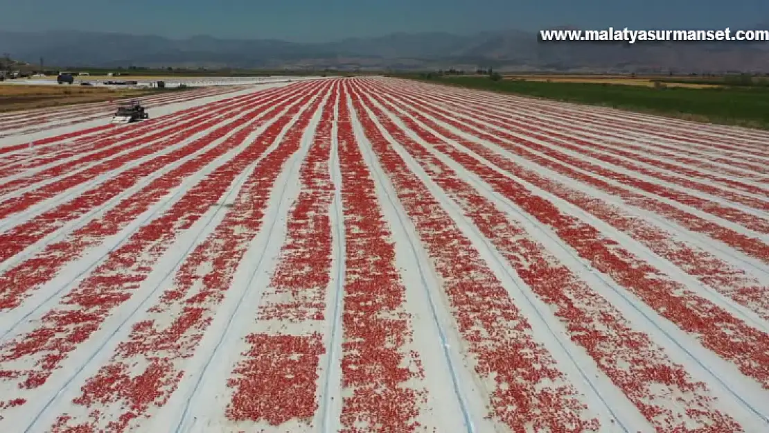 Kurutulmuş domates ihracatı