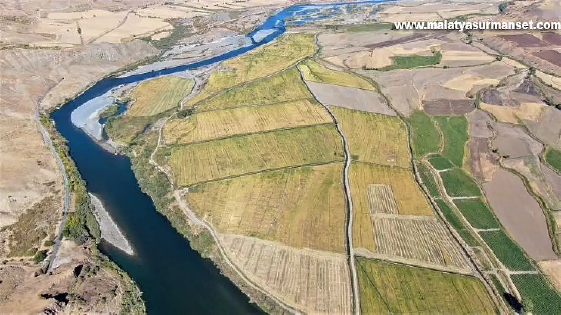 Kuruyan Murat Nehri'nde 150 gün suyun içinde yetişen pirinçte hasat zamanı