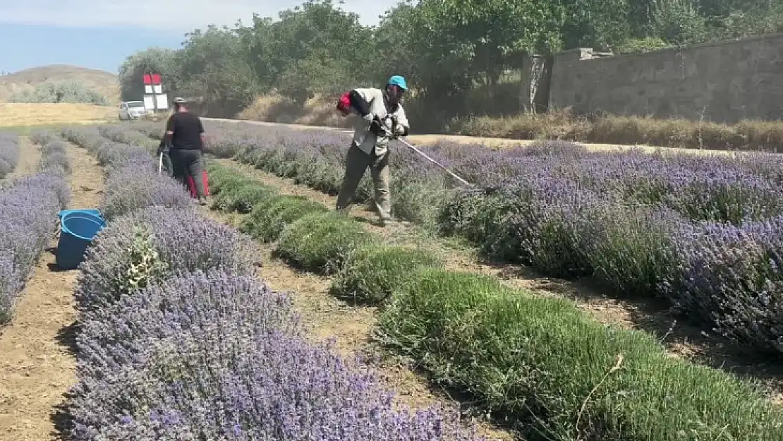 Lavanta Bahçesinde Hasada Başlandı