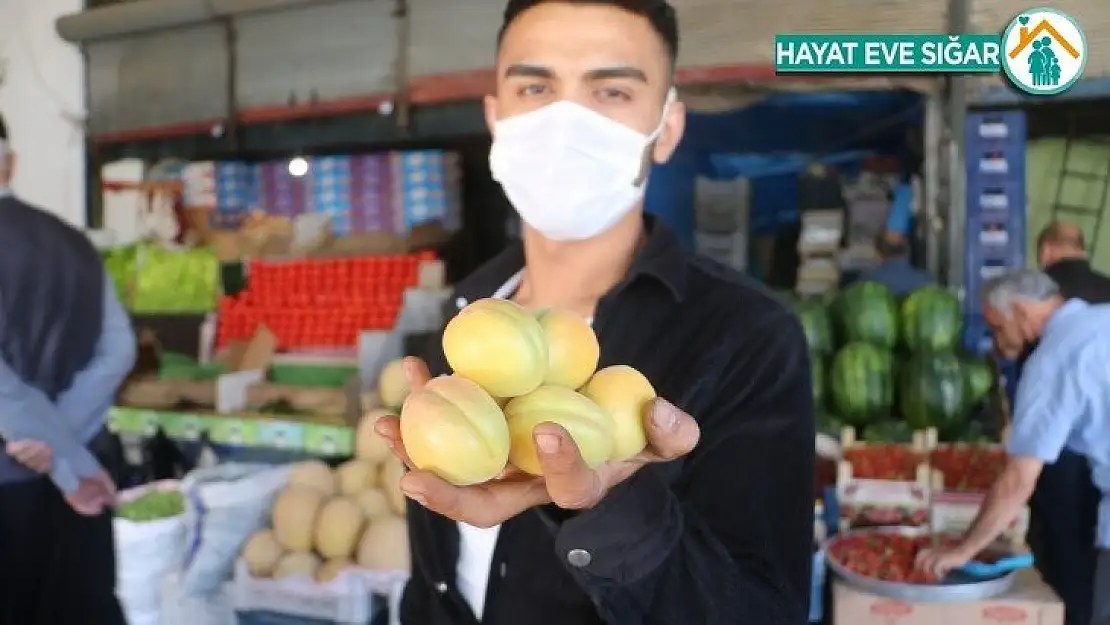 Lezzeti ve ünü ülke sınırlarını aşan Malatya kayısısı tezgaha indi