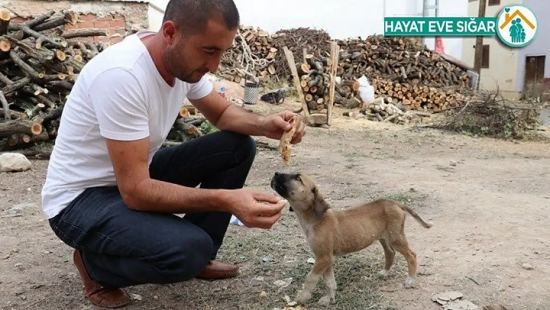 Maaşının üçte birini sokak hayvanları için harcıyor