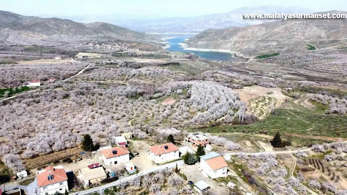 Malatya bu kez kar değil, kayısı beyazına büründü