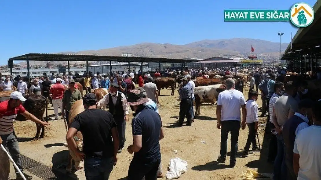 Malatya Canlı Hayvan Pazarı'nda Arefe günü yoğunluğu