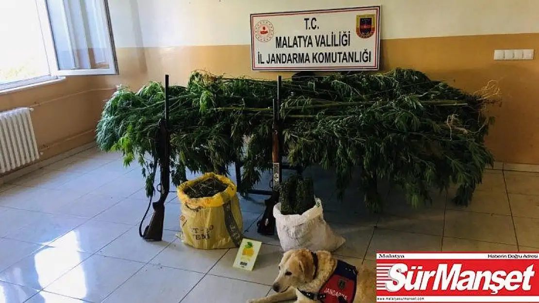 Malatya'da 2 bin 20 kök kenevir ele geçirildi