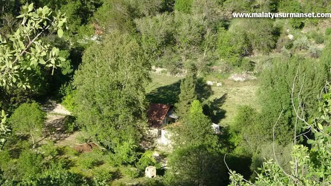 Malatya'da 250 yıllık çınar ağacı için koruma talebi