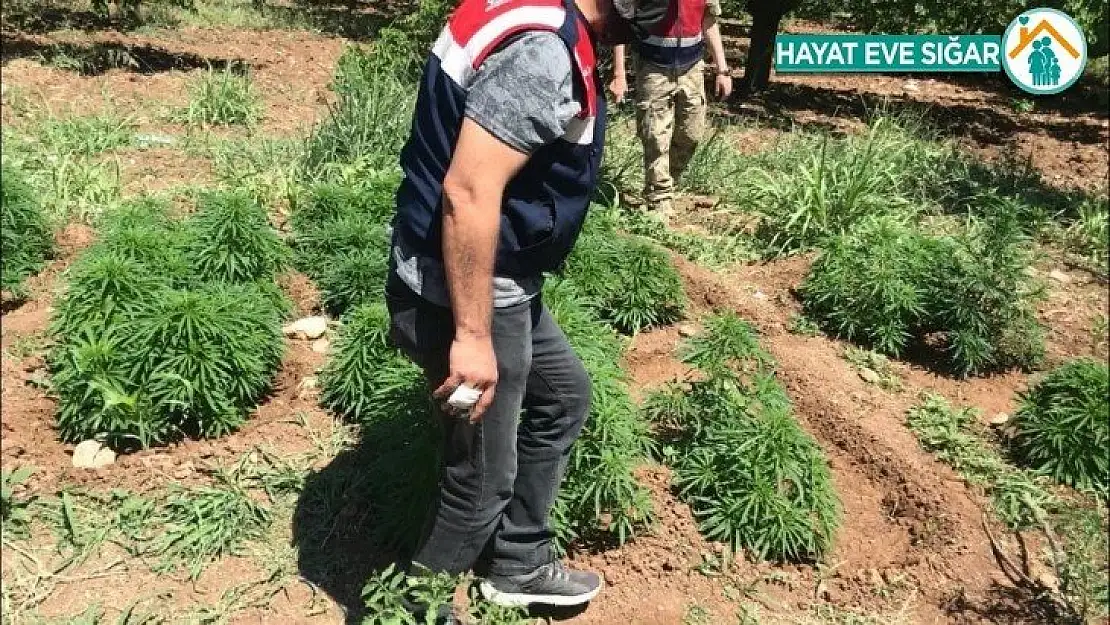 Malatya'da 31 bin 750 kök hint keneviri ele geçirildi