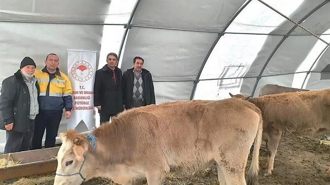 Malatya'da, 93 çiftçiye 552 baş damızlık düve alımı desteklemesi
