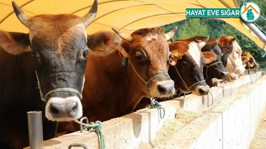 Malatya'da büyükbaş kurbanlık fiyatları açıklandı