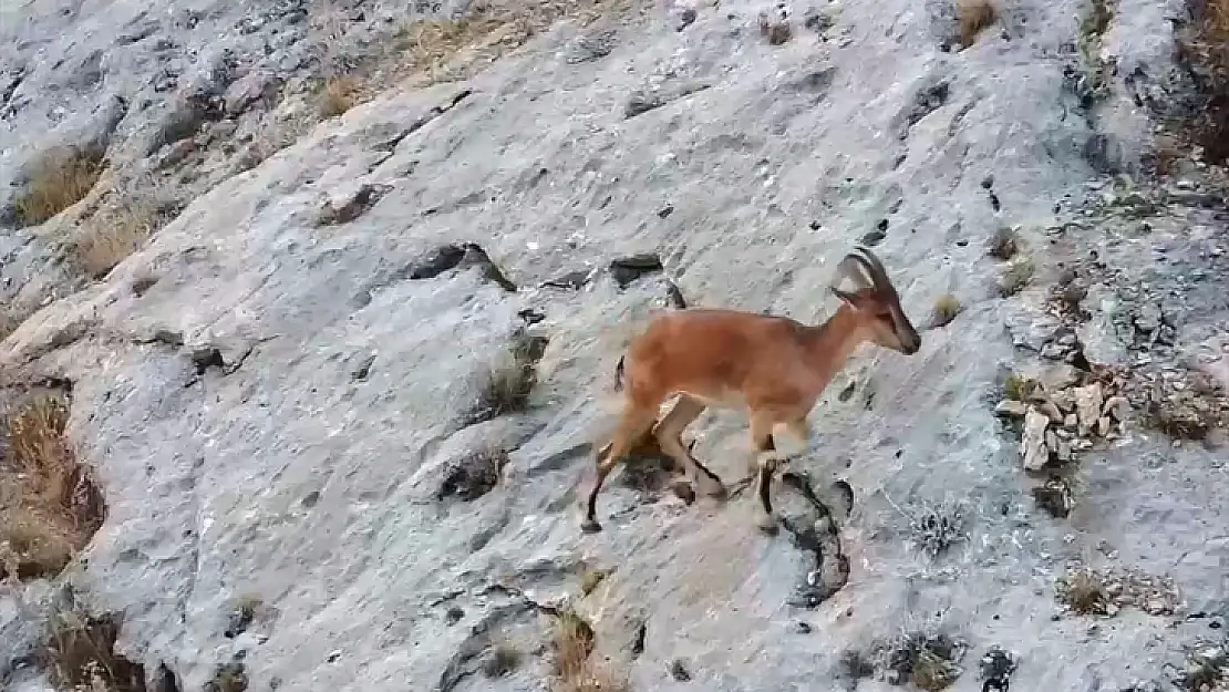 Malatya'da dağ keçileri dronla görüntülendi