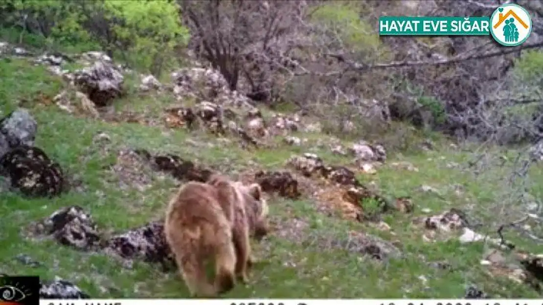 Malatya'da fotokapan ayı yakaladı