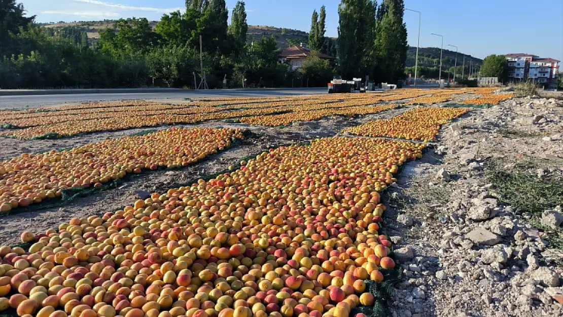 Malatya'da hasat edilen kayısılar kurutuluyor