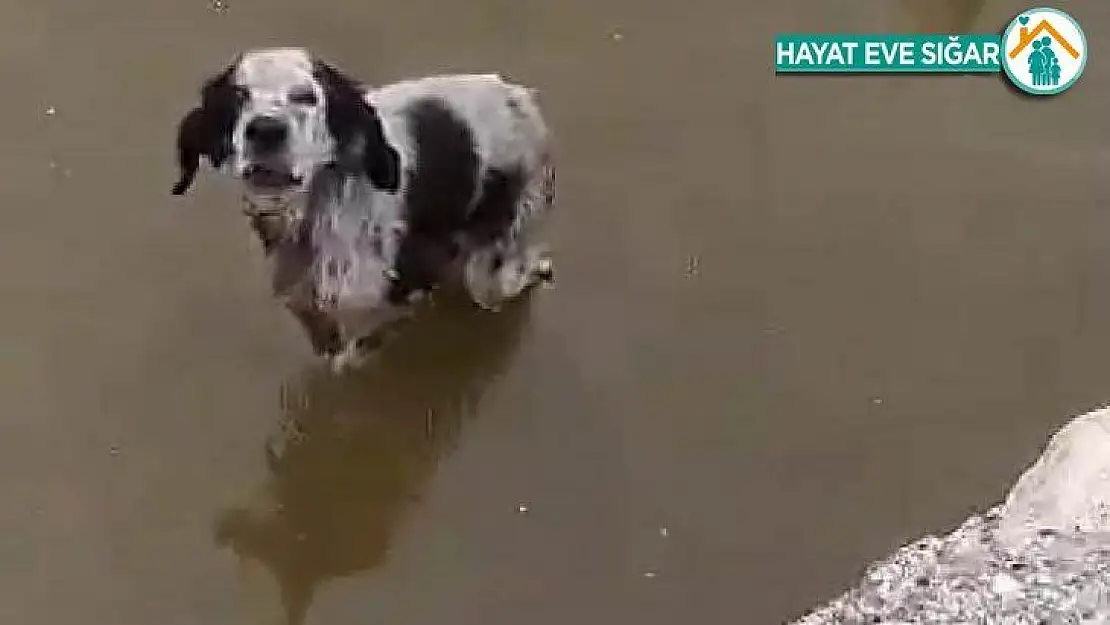 Malatya'da havuzda mahsur kalan köpek kurtarıldı