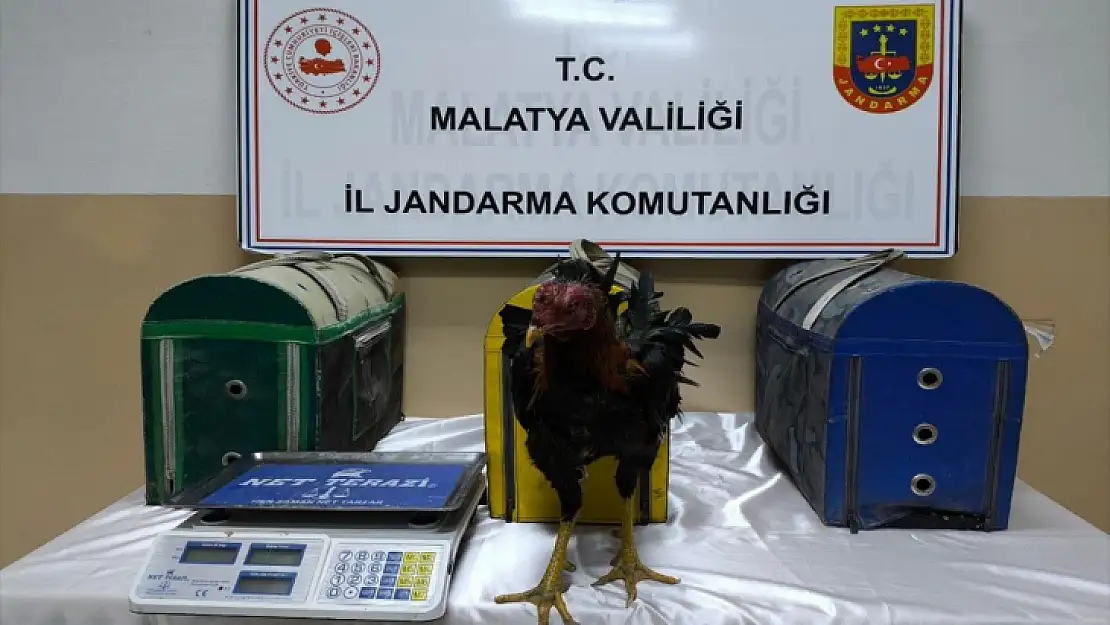 Malatya'da horoz dövüştüren 2 kişiye 14 bin 432 lira ceza verildi