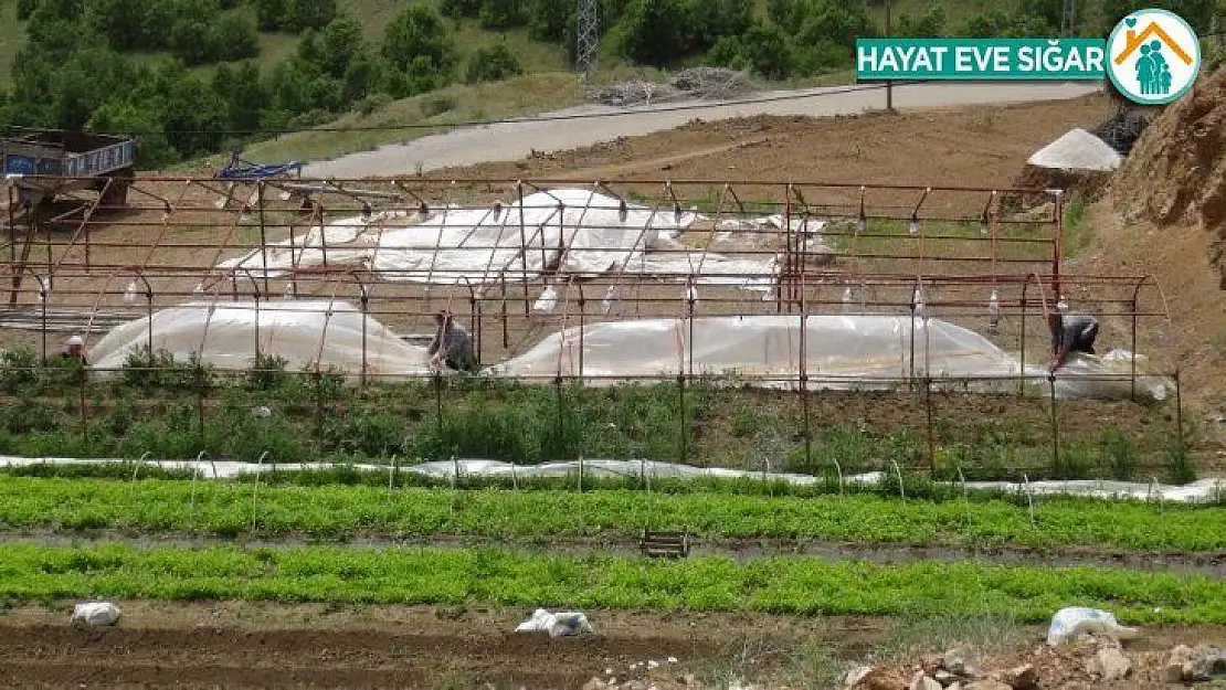 Malatya'da hortum bahçe ve seralara zarar verdi