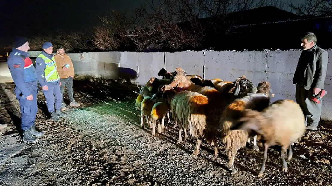 Malatya'da kaybolan küçükbaş hayvanlar jandarma tarafından bulundu