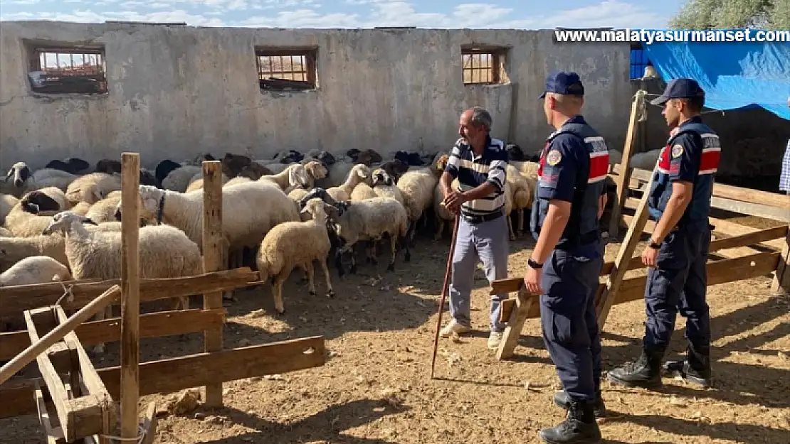 Malatya'da kayıp 17 küçükbaş hayvan bulunup sahibine teslim edildi