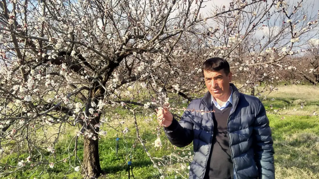 Malatya'da kayısı ağaçları çiçek açtı