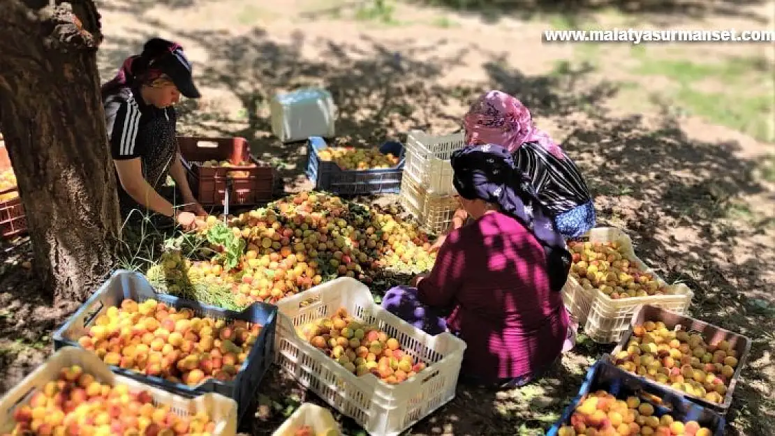 Malatya'da kayısı hasadı başladı