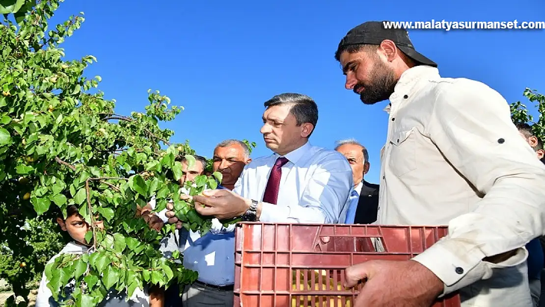 Malatya'da Kayısı Hasadı Başladı