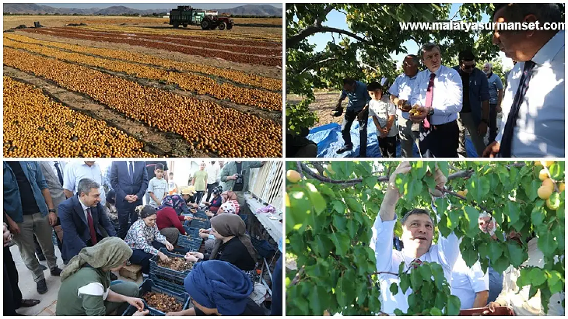 Malatya'da kayısı hasat günü etkinliği yapıldı