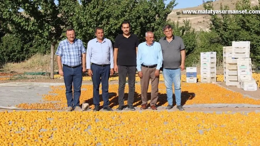 Malatya'da kayısı hasat sezonu hızla devam ediyor