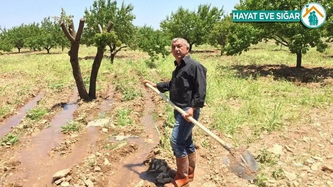 Malatya'da kayısı rekolte tartışmaları devam ediyor