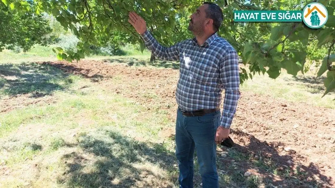 Malatya'da kayısıyı zirai don vurdu