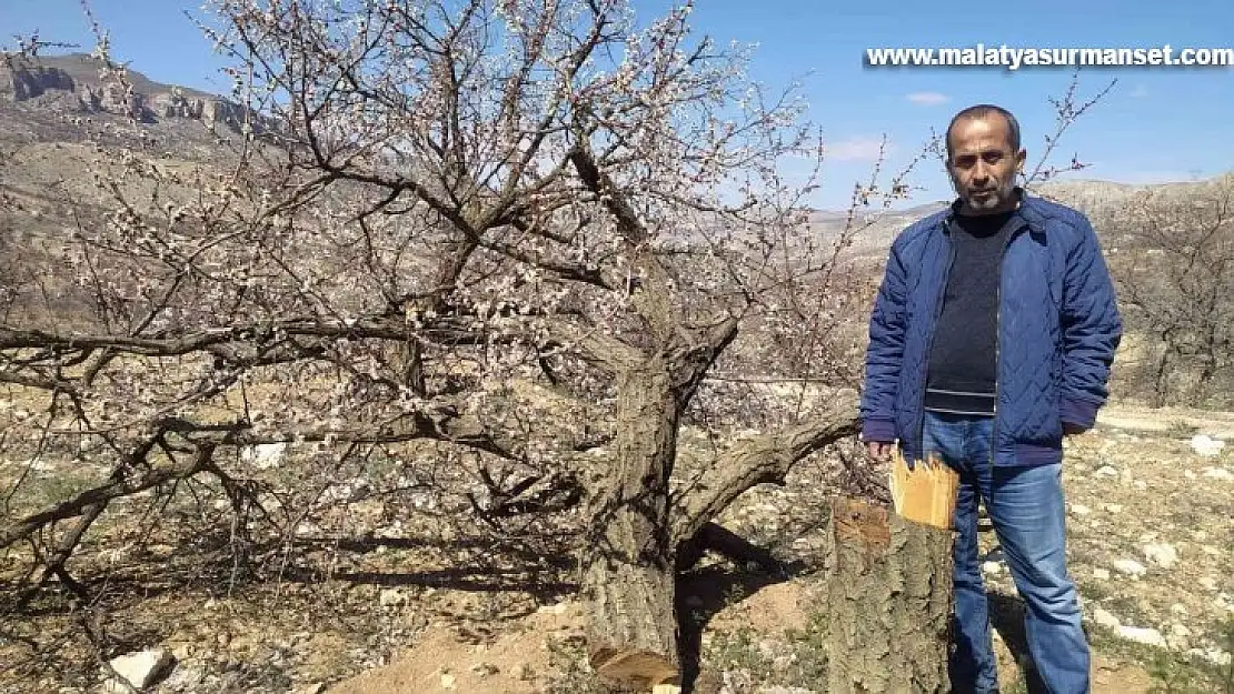 Malatya'da kimliği belirsiz kişiler kayısı ağaçlarına zarar verdi