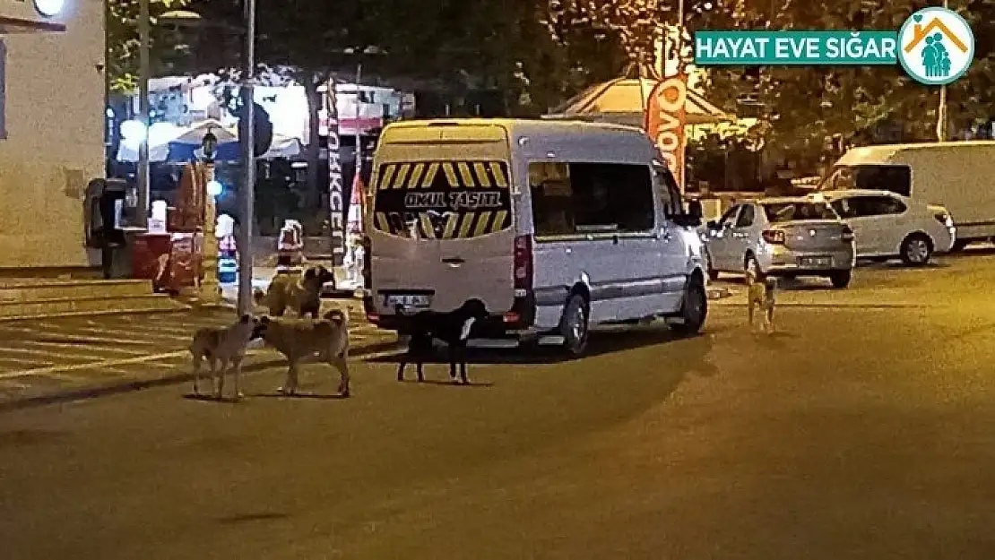 Malatya'da köpek korkusu