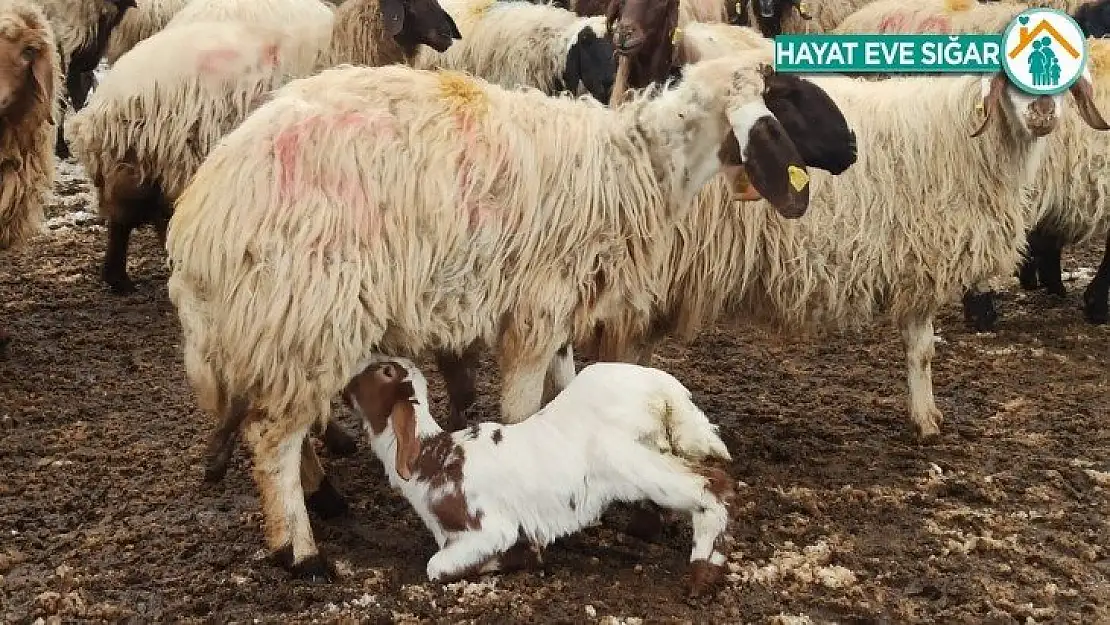 Malatya'da kuzulama dönemi başladı