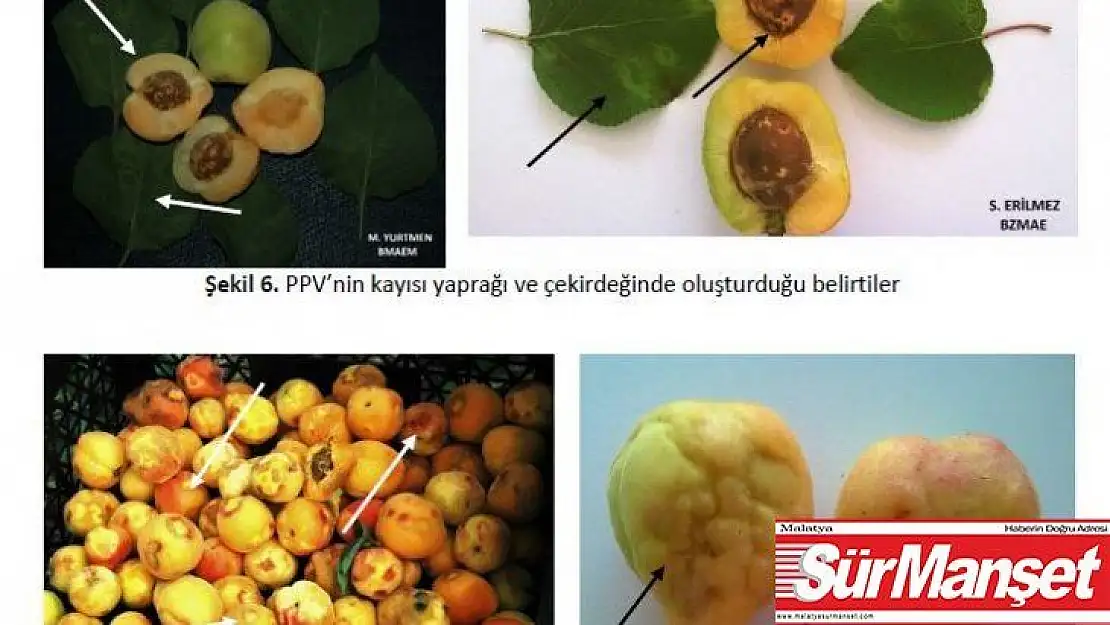 Malatya'da meyve üreticilerine şarka virüsü uyarısı