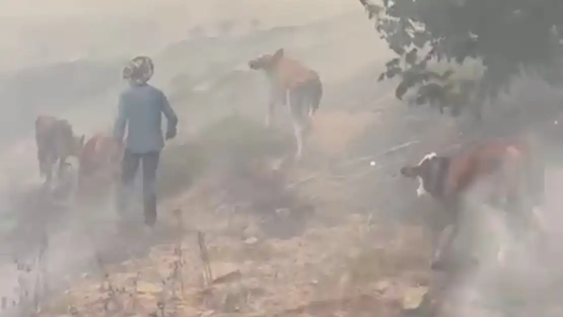 Malatya'da Orman Yangını Büyükbaş Hayvanlar Tahliye Edildi