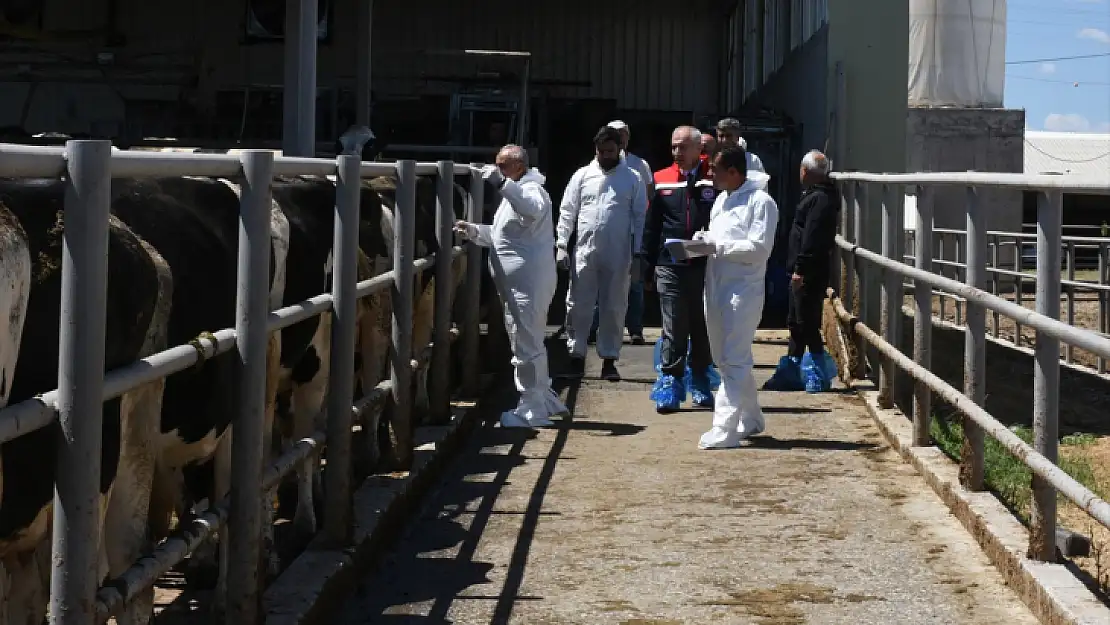 Malatya'da şap hastalığına karşı ücretsiz 185 bin doz aşı uygulandı