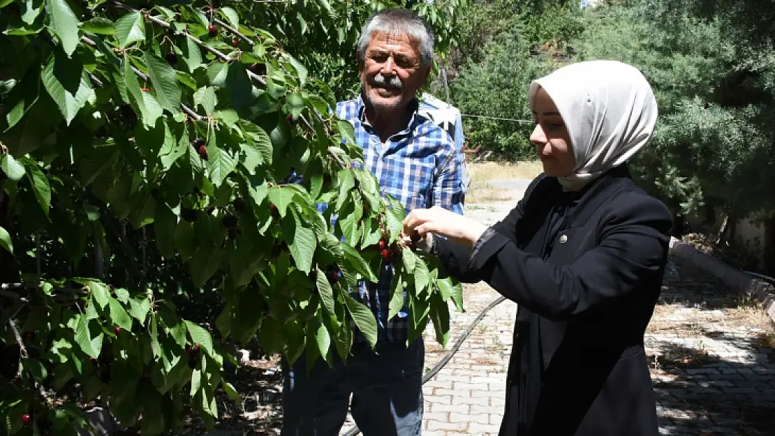 Malatya'da tescilli dalbastı kirazında hasat başladı