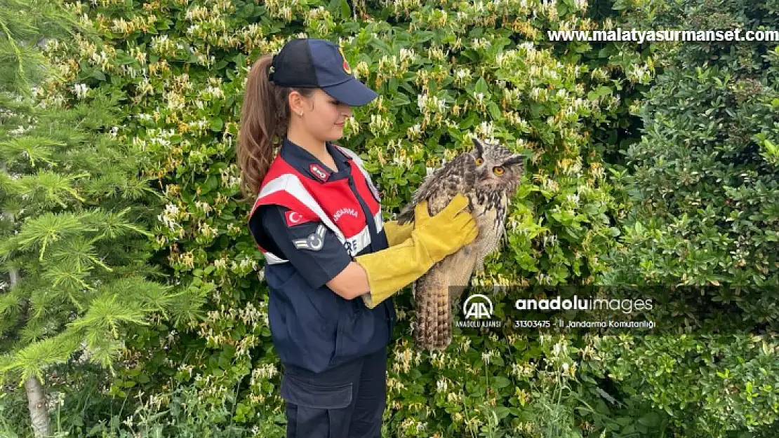 Malatya'da yaralı bulunan kulaklı orman baykuşu tedaviye alındı