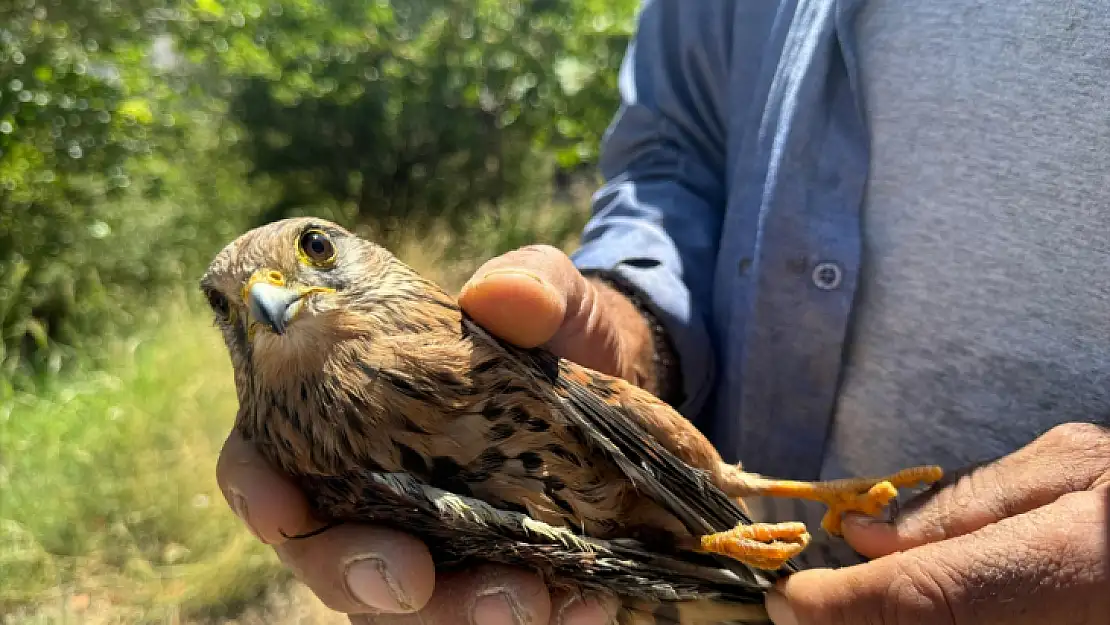 Malatya'da yaralı bulunan şahin tedaviye alındı