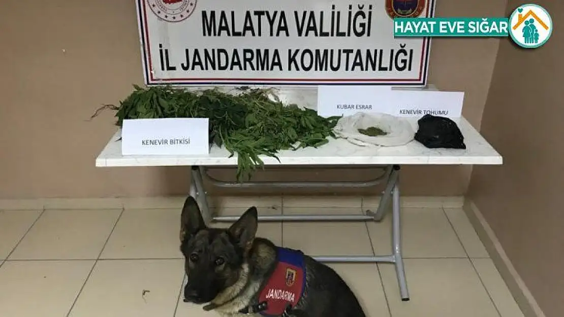 Malatya'da yasa dışı kenevir operasyonu