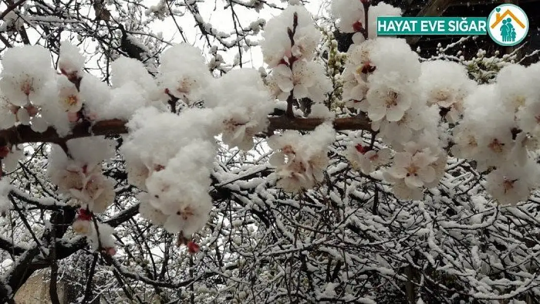 Malatya'da zirai don nedeniyle oluşan hasar tespit ediliyor