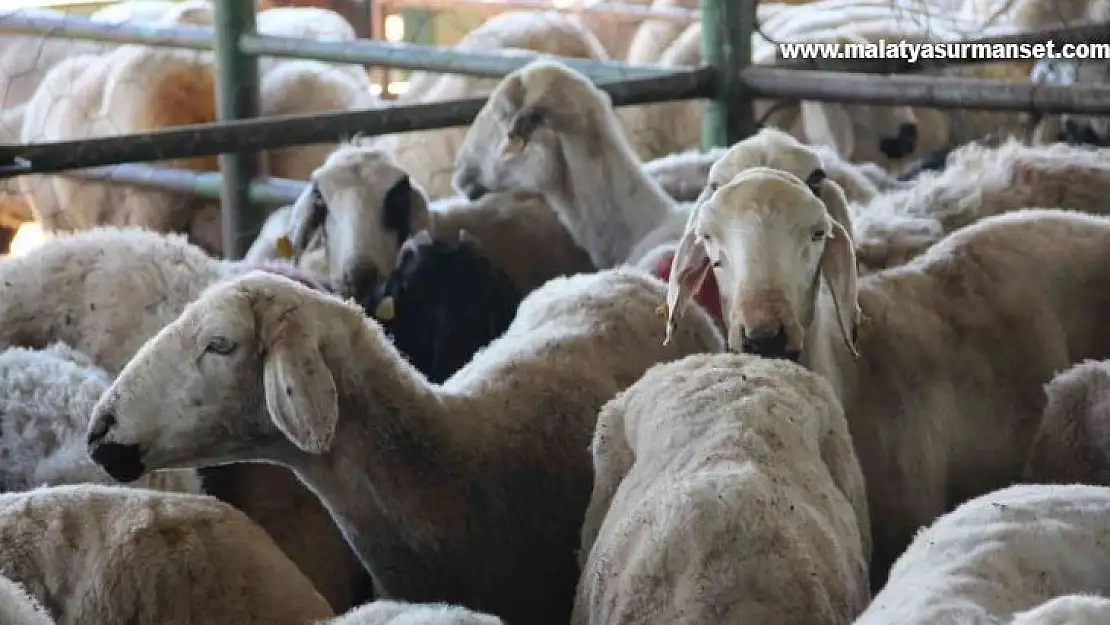 Malatya Hayvan Pazarında kurbanlıklar hazır, alıcılarını bekliyor